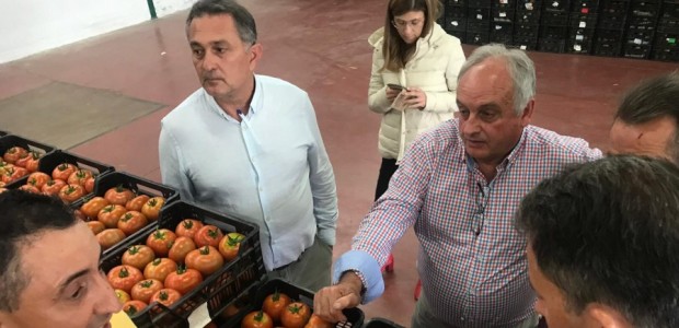 El PP anima a los jóvenes agricultores lorquinos a beneficiarse de la nueva línea de 9,7 millones de euros para la creación de empresas agrarias