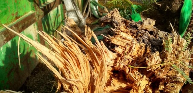 El PP denuncia que el actual alcalde incumple su palabra con los vecinos de la zona y ejecuta el “arboricidio” de los árboles adultos de la carretera de Caravaca