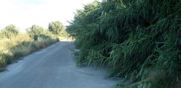 El PP respalda la petición de los vecinos de La Torrecilla para mejorar los caminos Viejo del Puerto, Azagaor, Cabalgadores, Velopache y Alcolea