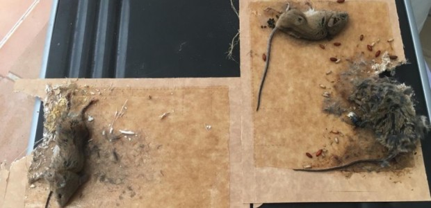 Los vecinos de más de medio centenar de comunidades de propietarios repartidas por todo el casco urbano sufren plagas de ratas, cucarachas y garrapatas