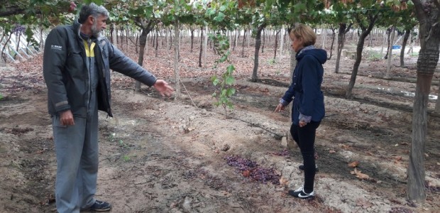 Un grupo de ladrones saquea una explotación agrícola en El Hinojar y se llevan más de una tonelada de fruta en menos de 20 minutos y a plena luz del día