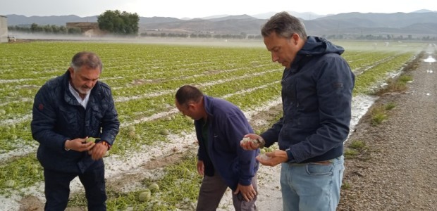 Fulgencio Gil visita las zonas afectadas por el granizo que esta tarde ha arruinado las plantaciones de agricultores lorquinos, especialmente en Marchena