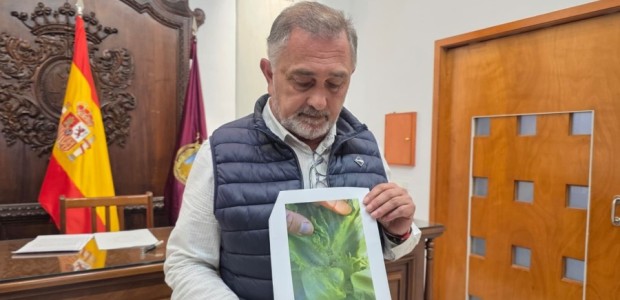 El Partido Popular de Lorca exige al Gobierno de España la autorización excepcional del uso de productos fitosanitarios específicos para hacer frente a la grave plaga del pulgón que está afectando a la agricultura del sureste español